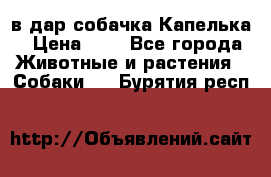 в дар собачка Капелька › Цена ­ 1 - Все города Животные и растения » Собаки   . Бурятия респ.